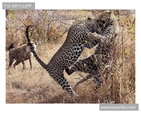 汉堡与奥厄激战正酣双方争夺胜利的精彩瞬间回顾 汉堡与奥厄激战正酣双方争夺胜利的精彩瞬间回顾